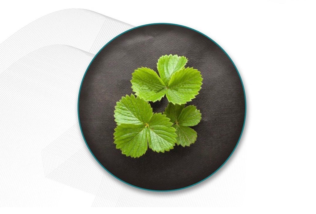 Non-woven weed control fabric roll 70 gsm (1m x 50m)
