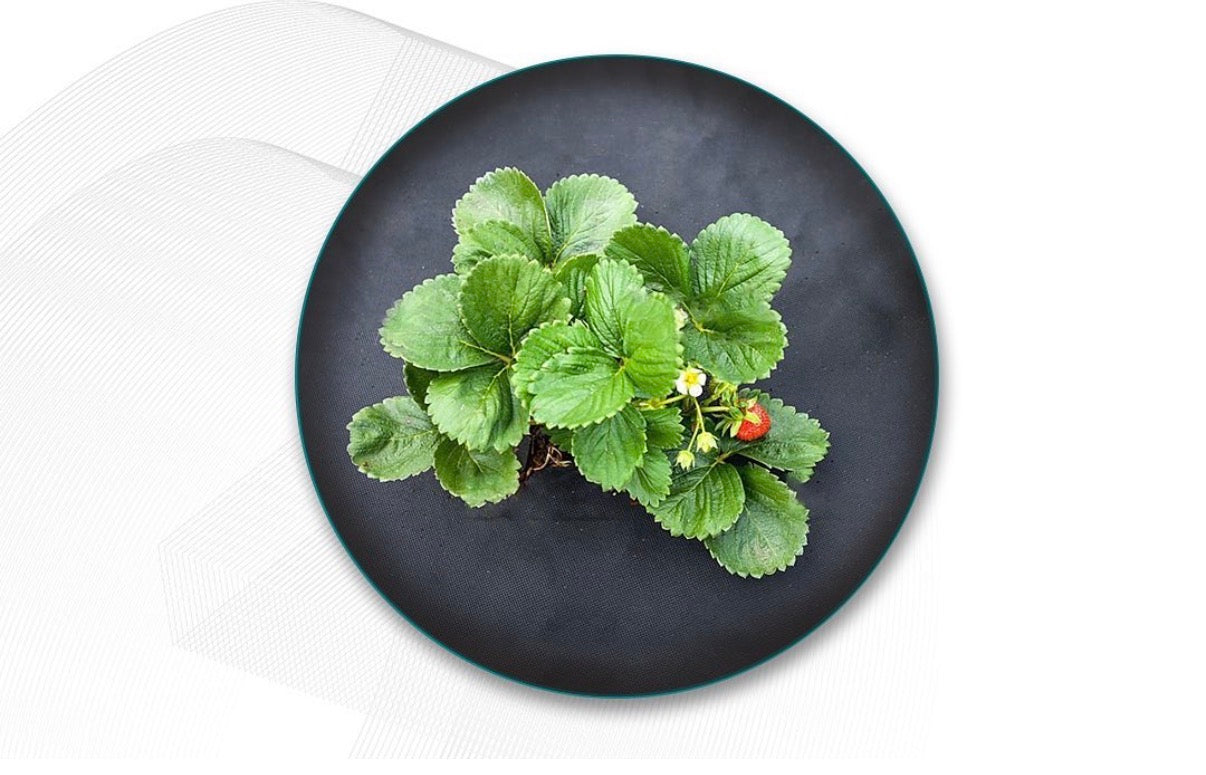 Non-woven weed control fabric rolls 100 gsm (1m x 50m)